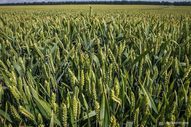 АгроЭкспедиция Пшеница 2016. Урожайность будет высокой